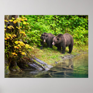 Brown Bear & Cub   Hyder, Alaska Poster