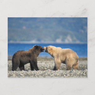 Brown bear, grizzly bear, play on the beach, postkarte
