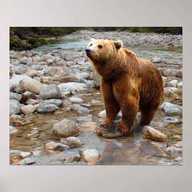 Brown Bear in Stream Poster (Vorne)