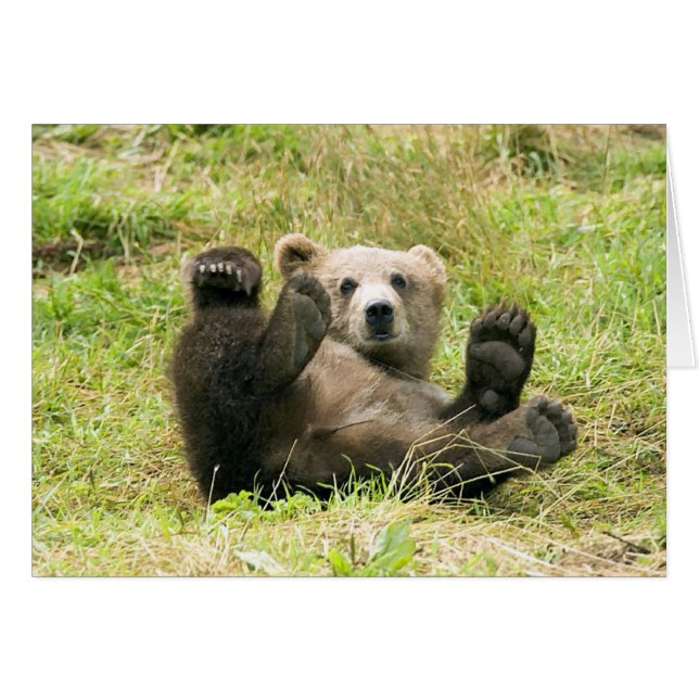 Brown_Bear_Kodiak_Cub (Vorderseite (Horizontal))