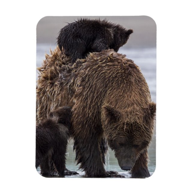 Brown Bear | Lake Clark National Park Magnet (Vertikal)