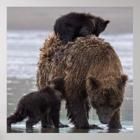Brown Bear | Lake Clark National Park