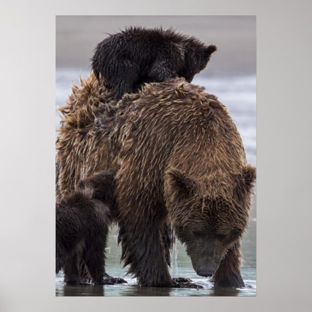 Brown Bear | Lake Clark National Park Poster (Vorne)