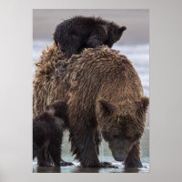 Brown Bear | Lake Clark National Park
