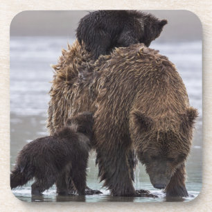 Brown Bear   Nationalpark See-Clarks Untersetzer