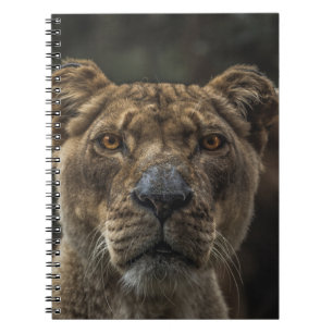 BROWN BEAR SELECTIVE FOCAL FOTO WÄHREND DES TAGES NOTIZBLOCK