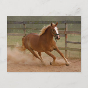 Brown Beauty Postcard Postkarte