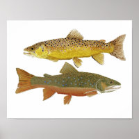 Brown & Brook Trout Study