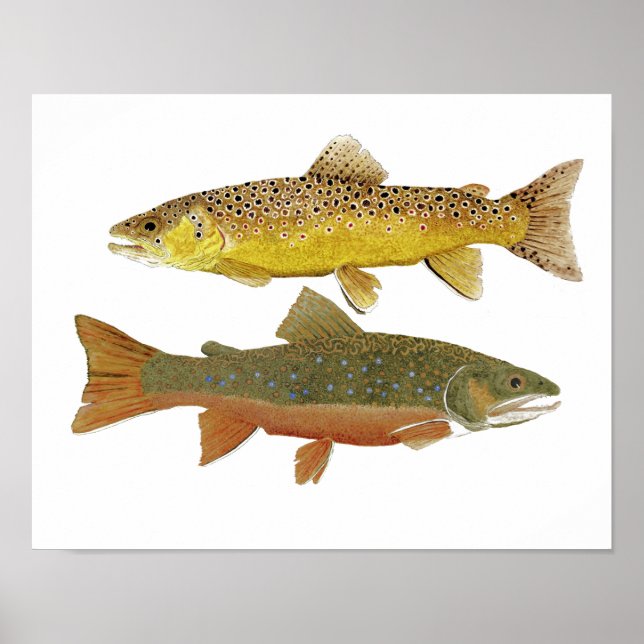 Brown & Brook Trout Study Poster (Vorne)