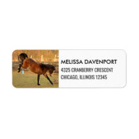 Brown Bucking Horse Fotografie spielerisch und wil