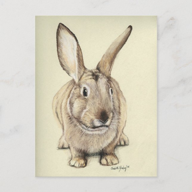 "Brown Bunny" Tierart Postkarte (Vorderseite)