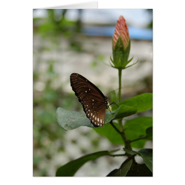 Brown Butterfly (Vorne)