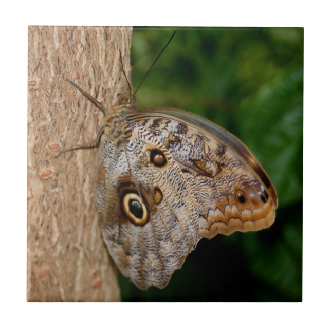 Brown Butterfly Animal Fliese (Vorderseite)