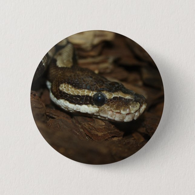 Brown Carpet Python Button (Vorderseite)
