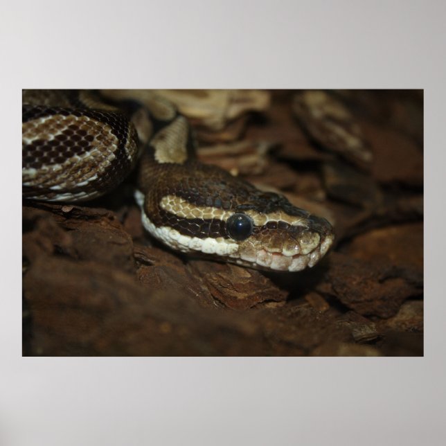Brown Carpet Python Poster (Vorne)