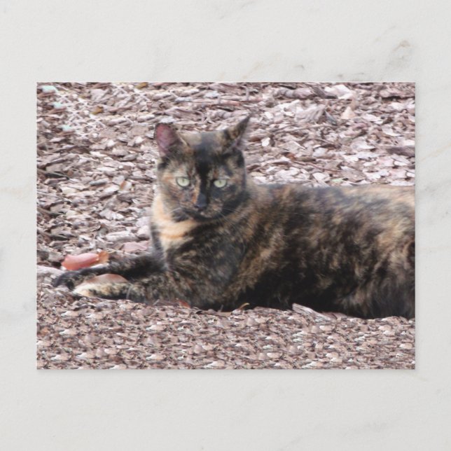 Brown Cat Foto Postkarte (Vorderseite)