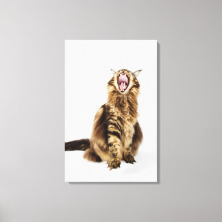 Brown Classic Main Coon Tabby Leinwanddruck