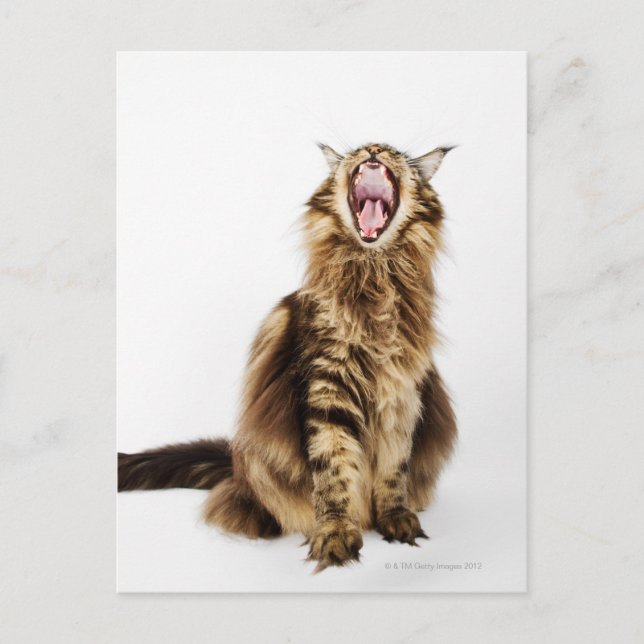 Brown Classic Main Coon Tabby Postkarte (Vorderseite)