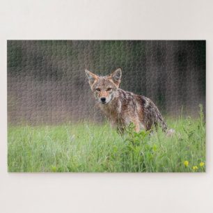 Brown Coyote, kanadische Tierfotografie Puzzle