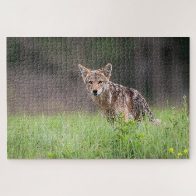 Brown Coyote, kanadische Tierfotografie Puzzle (Horizontal)