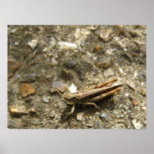 Brown Cricket Print Poster