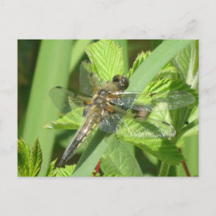 Brown Dragonfly DIY Postkarte