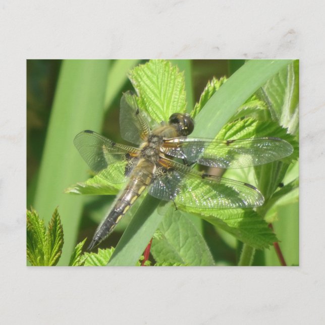Brown Dragonfly DIY Postkarte (Vorderseite)