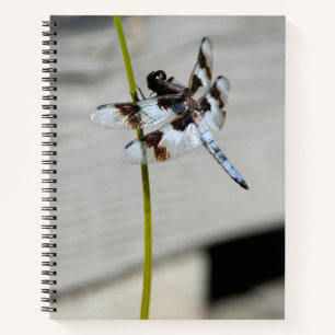 Brown Dragonfly Foto Notebook Journal Notizbuch