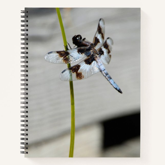 Brown Dragonfly Foto Notebook Journal Notizbuch (Vorderseite)
