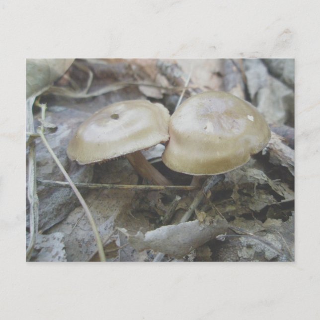 Brown Duo Pilze Postkarte (Vorderseite)