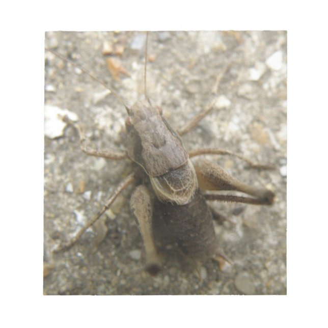 Brown Field Cricket Notepad Notizblock (Vorderseite)