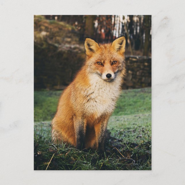 Brown Fox Foto Postkarte (Vorderseite)
