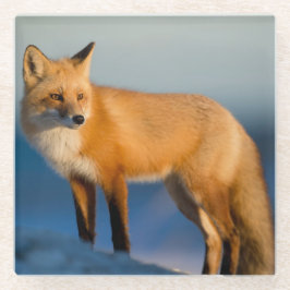 Brown Fox Glasuntersetzer