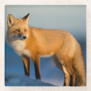 Brown Fox Glasuntersetzer