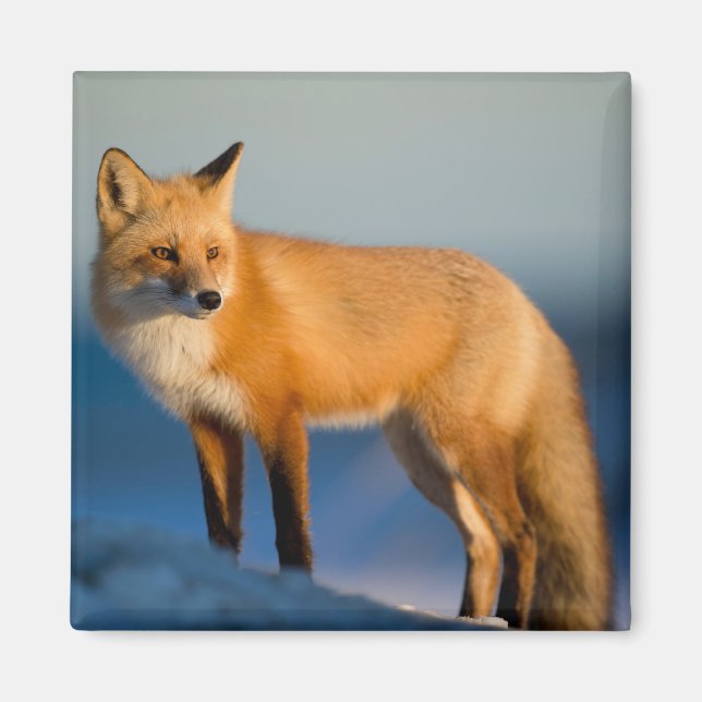 Brown Fox Magnet (Vorne)