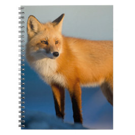 Brown Fox-Notebook Notizblock
