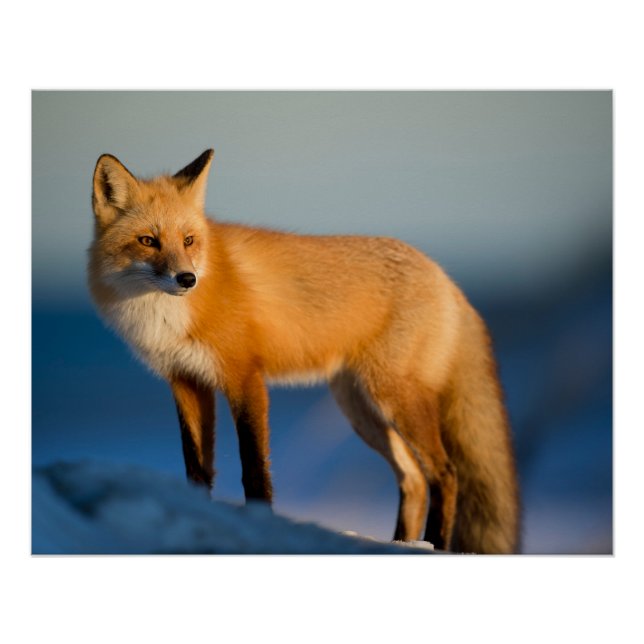 Brown Fox Poster (Vorderseite)