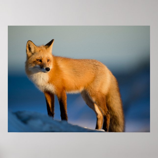 Brown Fox Poster (Vorne)