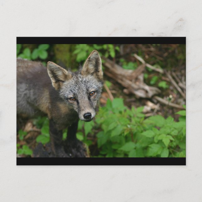Brown Fox Postkarte (Vorderseite)