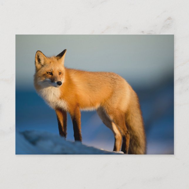 Brown Fox Postkarte (Vorderseite)