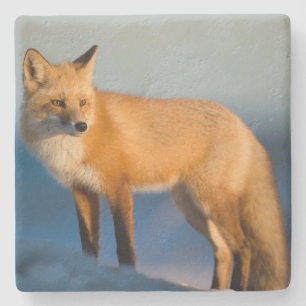 Brown Fox Steinuntersetzer