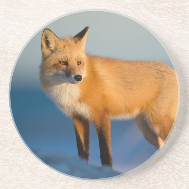 Brown Fox Untersetzer (Vorne)