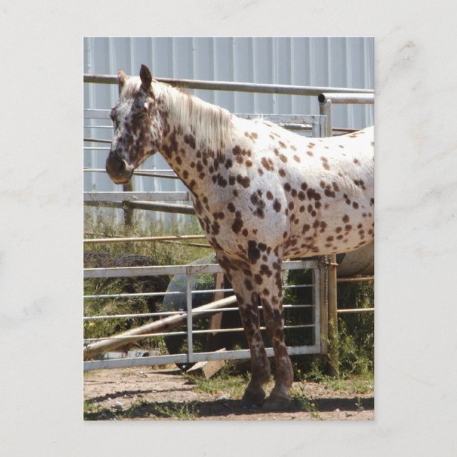 Brown gepunktet Appaloosa Postkarte (Vorderseite)