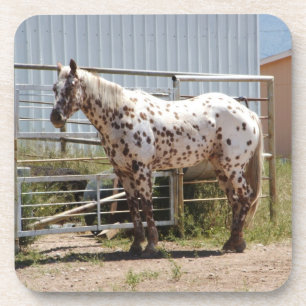 Brown gepunktete Appaloosa-PferdeUntersetzer Untersetzer