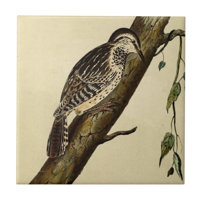 Brown ging Strampler voran Fliese (Vorderseite)