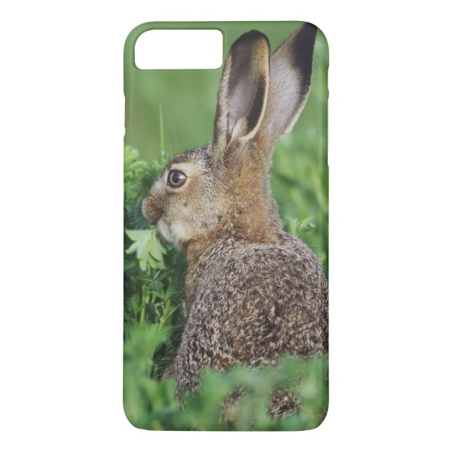 Brown Hare, Lepus europaeus, young eat, Case-Mate iPhone Hülle (Rückseite)