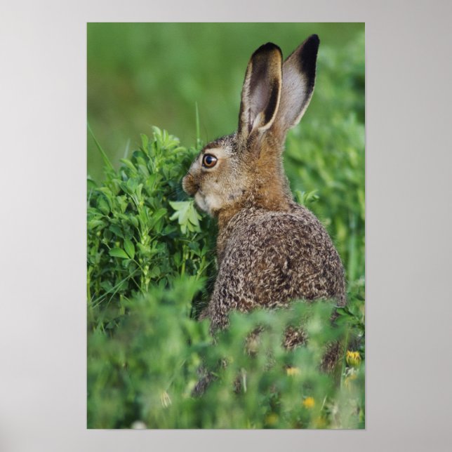 Brown Hare, Lepus europaeus, young eat, Poster (Vorne)