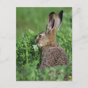 Brown Hare, Lepus europaeus, young eat, Postkarte