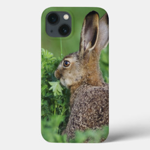 Brown-Hasen, Lepus europaeus, junges Essen, Case-Mate iPhone Hülle