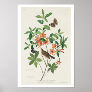 Brown head Worm aß Warbler von Audubon Poster